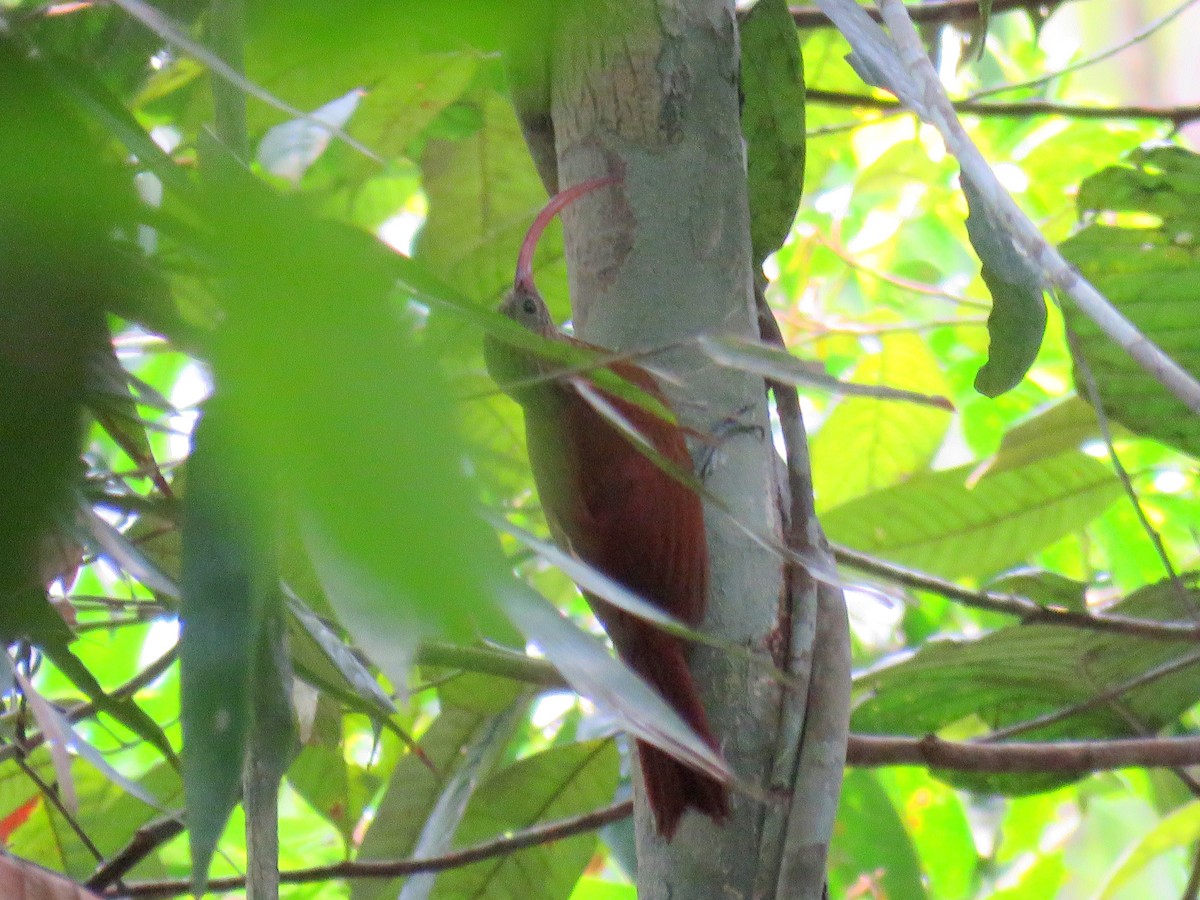 Tapajos Scythebill (Rondonia) - ML610043735