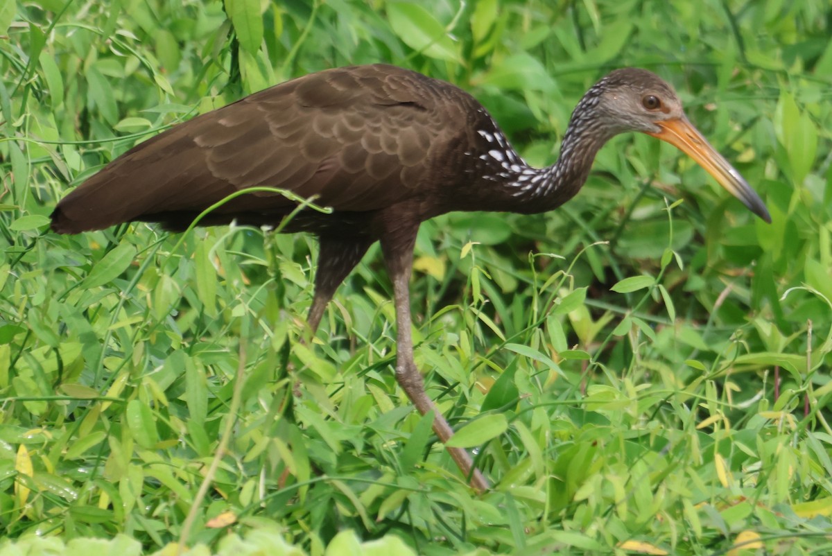 Limpkin - ML610043738