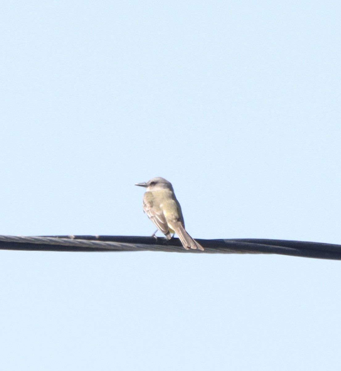 Tropical Kingbird - ML610043759