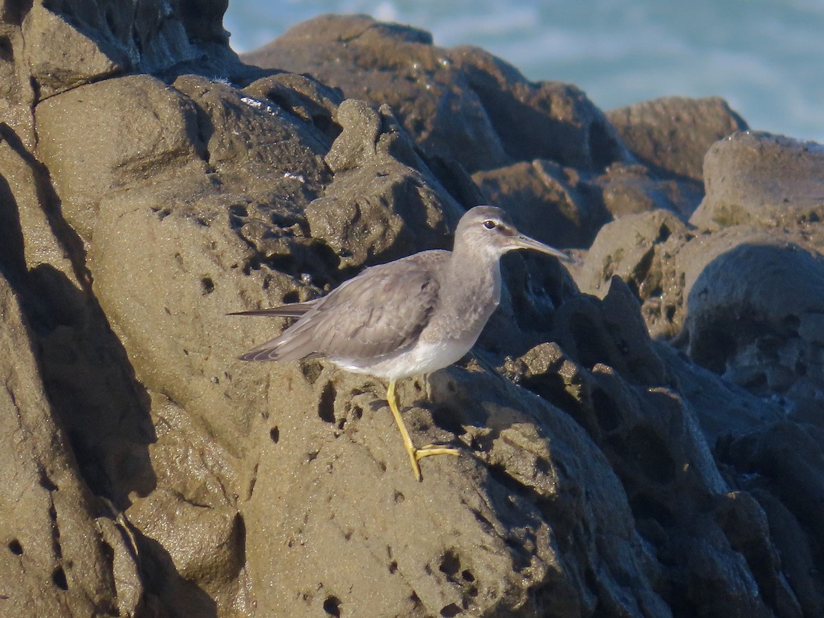 Wandering Tattler - ML610043760