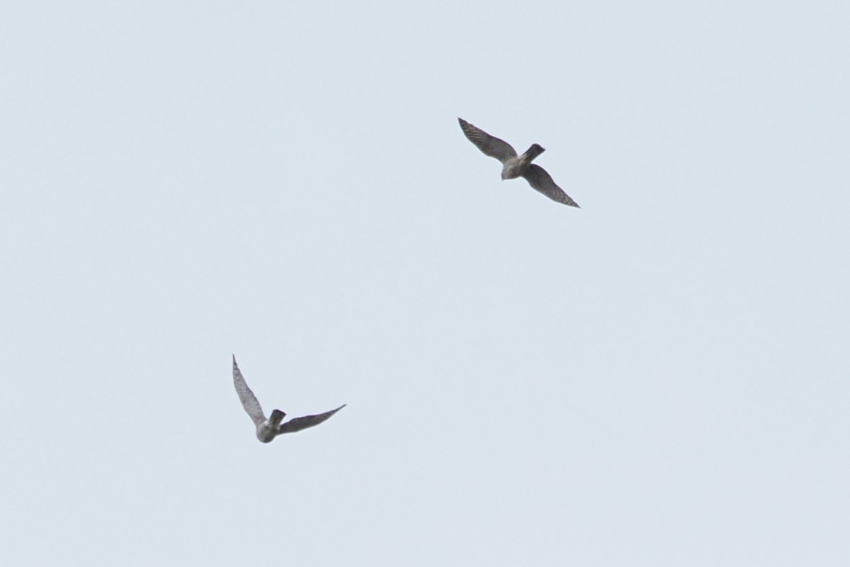 Sharp-shinned Hawk - ML610043765