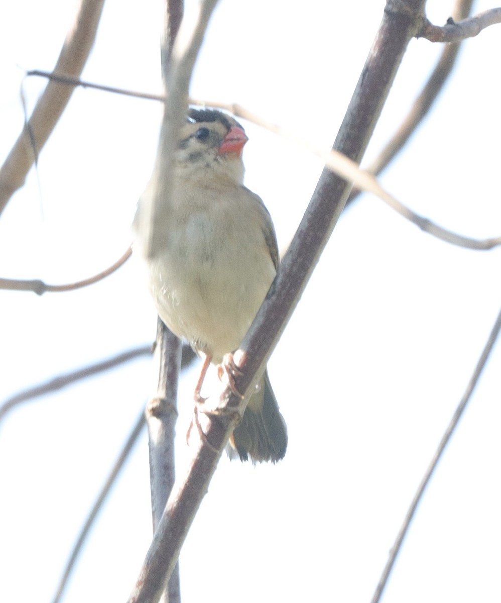 Pin-tailed Whydah - Kevin Long