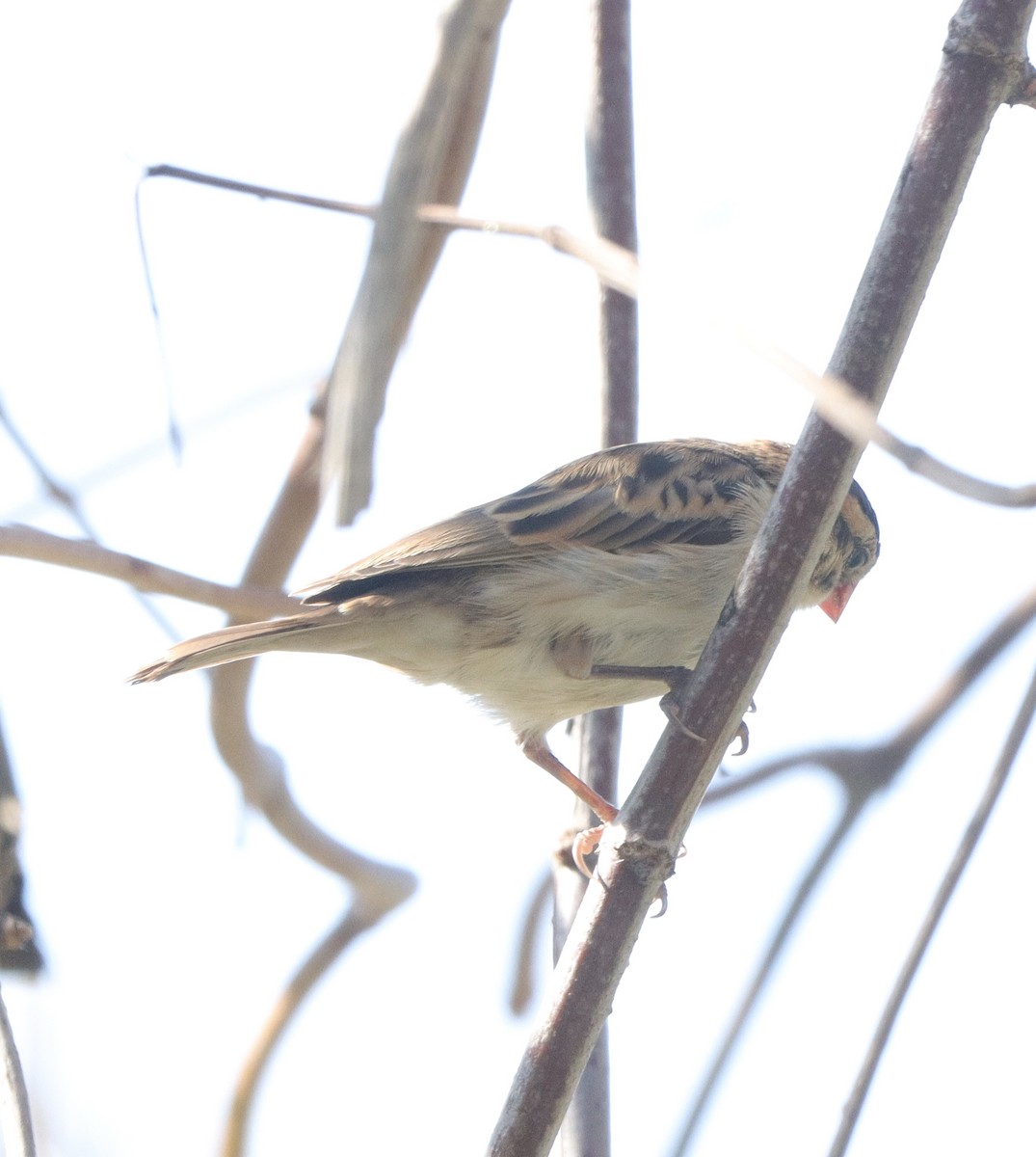 Pin-tailed Whydah - ML610043768