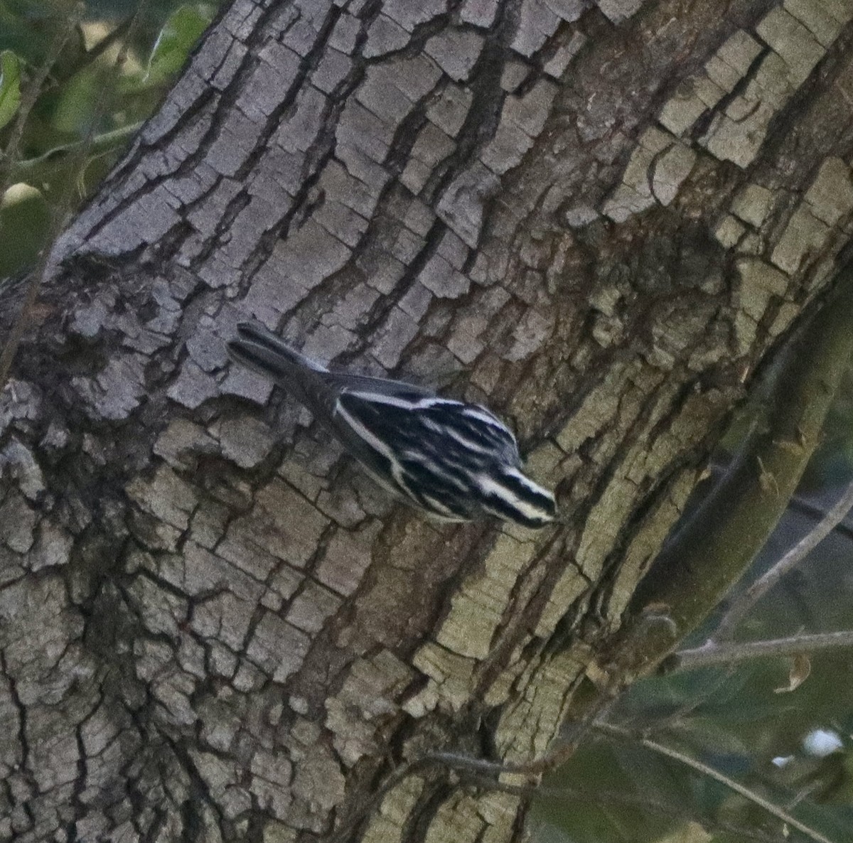 Black-and-white Warbler - Kevin Long