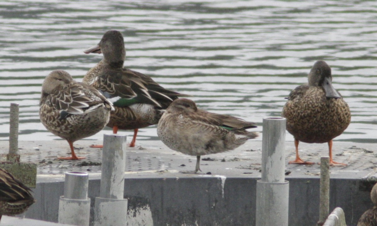 Green-winged Teal - ML610043784