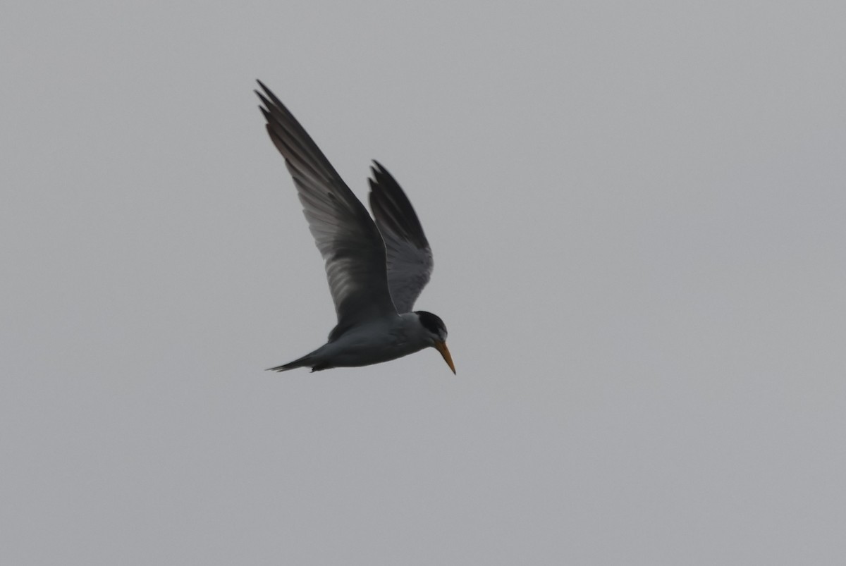 Yellow-billed Tern - ML610043787