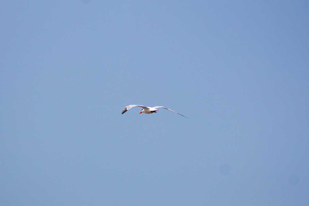 Caspian Tern - ML610043793