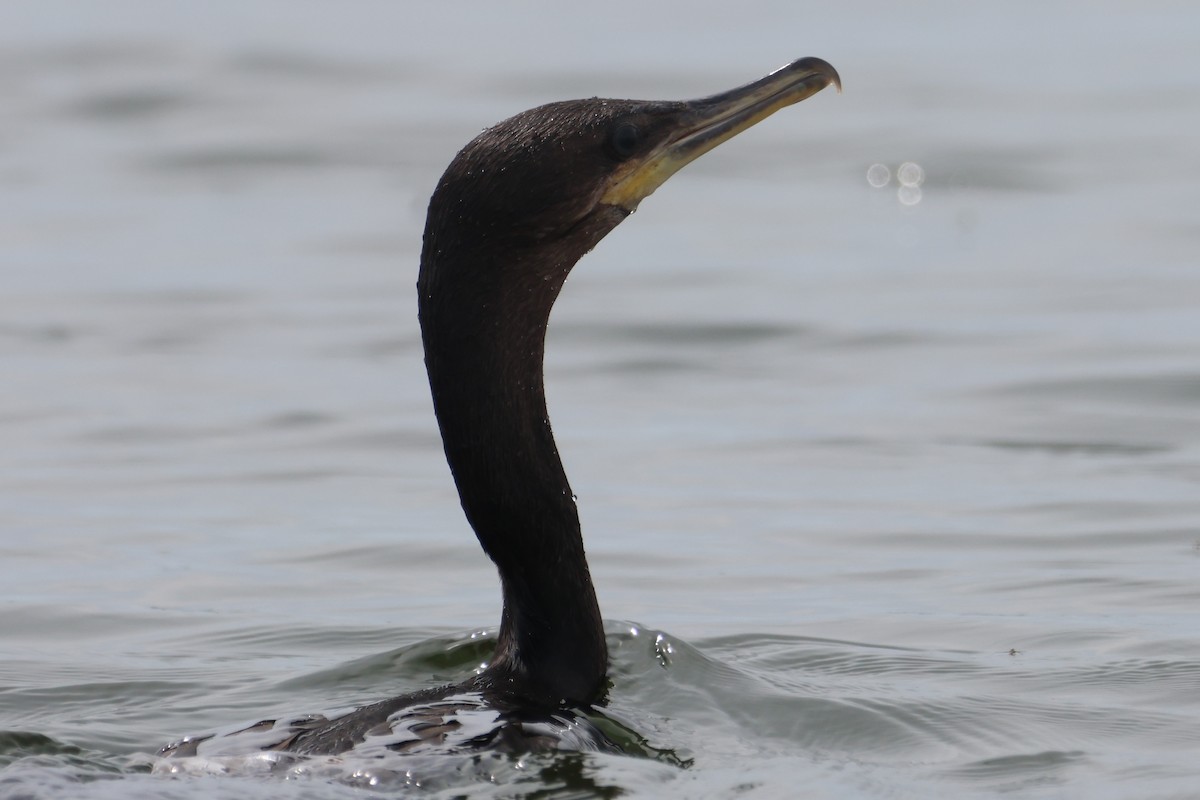 Neotropic Cormorant - Jorge Alcalá