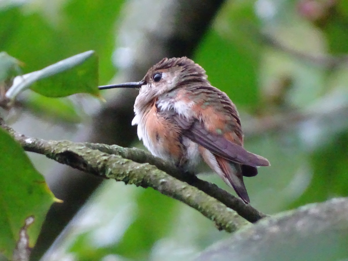 Selasphorus sp. - ML610043837