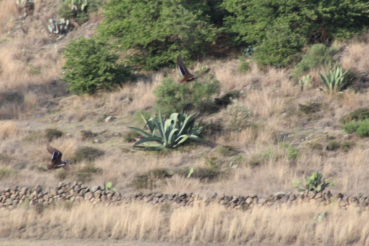 Mexican Duck - ML610043851