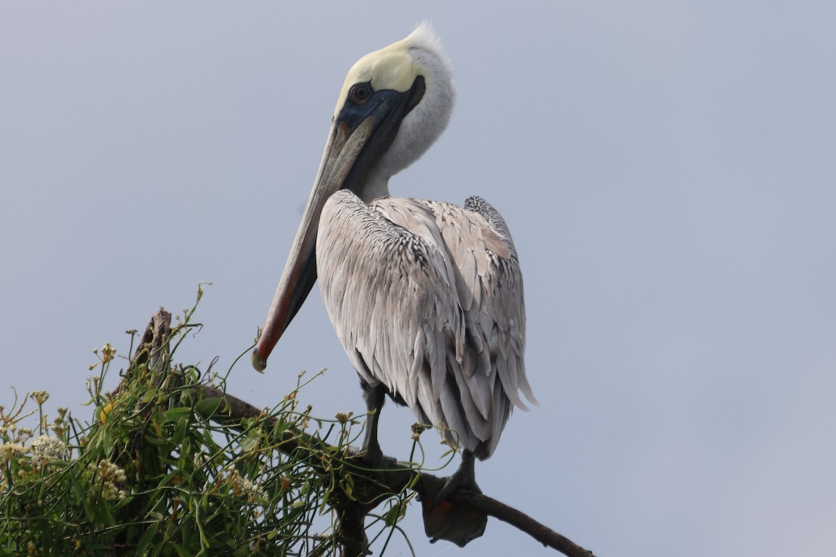 Brown Pelican - Jorge Alcalá