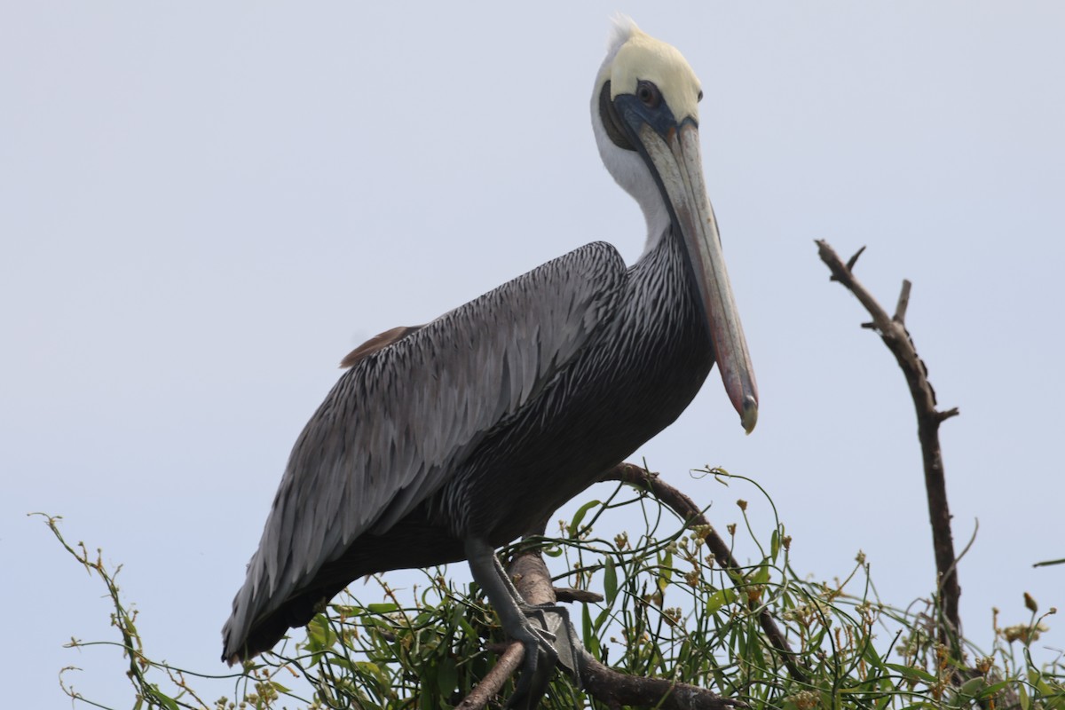 Brown Pelican - Jorge Alcalá