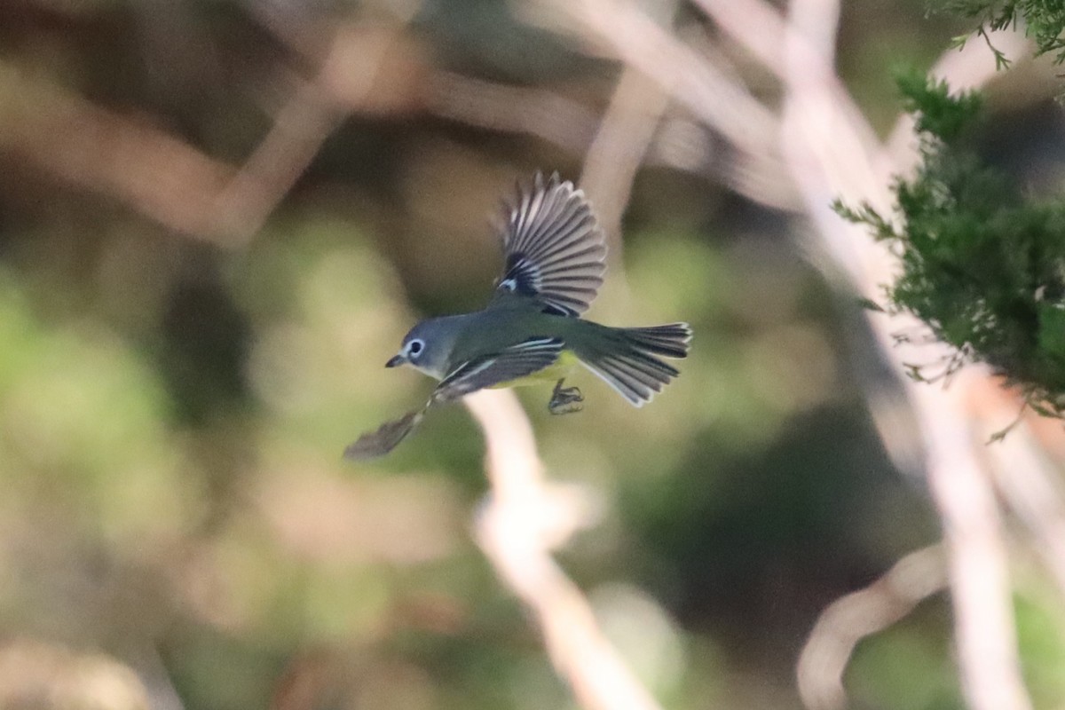 Blue-headed Vireo - ML610043885