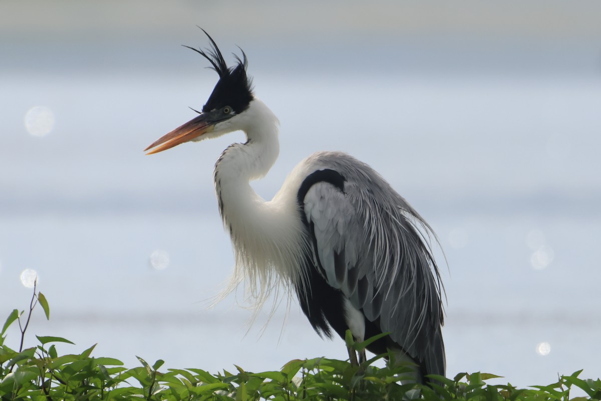 Cocoi Heron - Jorge Alcalá