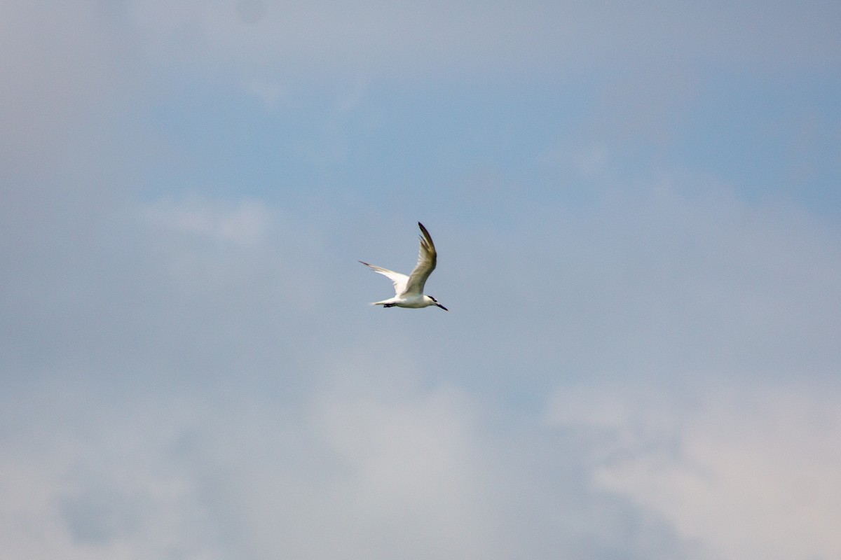 Sandwich Tern - Jose Alides Gómez Peñuela