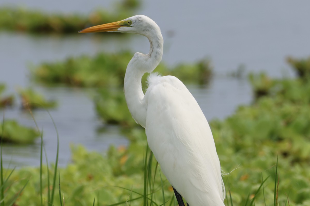 Great Egret - Jorge Alcalá