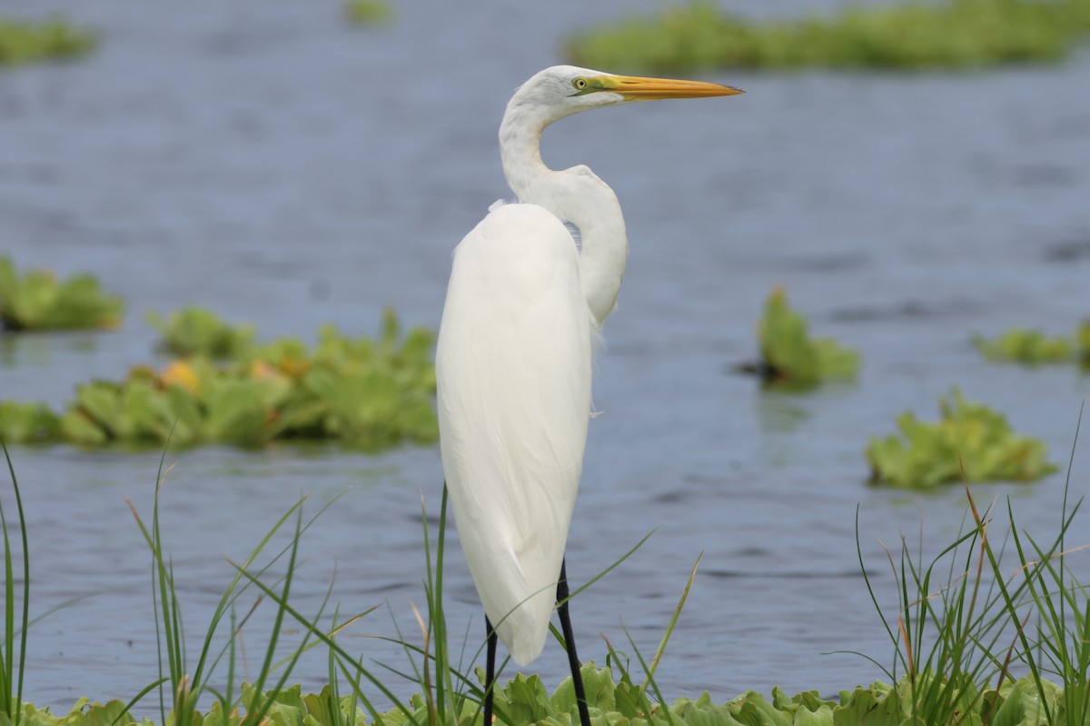 Great Egret - Jorge Alcalá