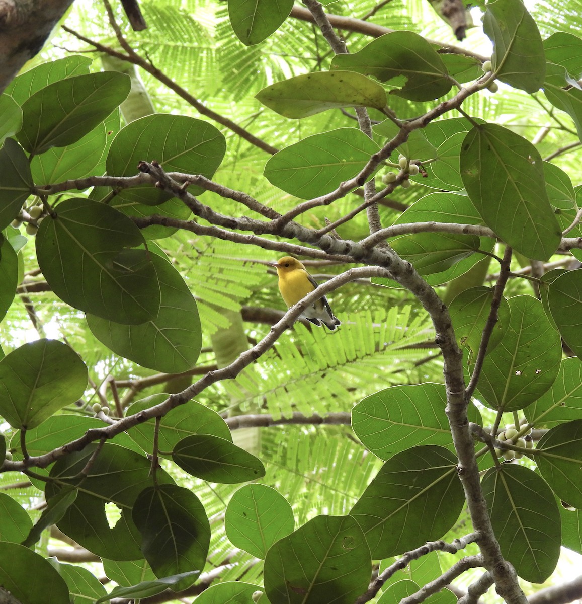 Prothonotary Warbler - ML610043914