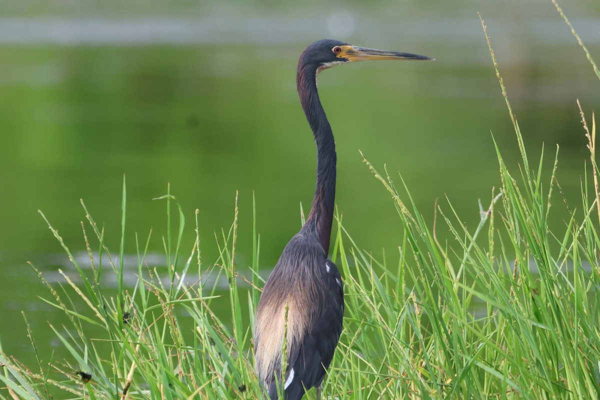 Tricolored Heron - Jorge Alcalá