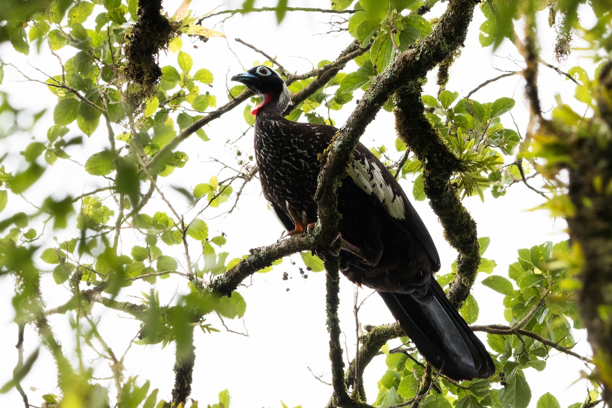 Black-fronted Piping-Guan - ML610043957