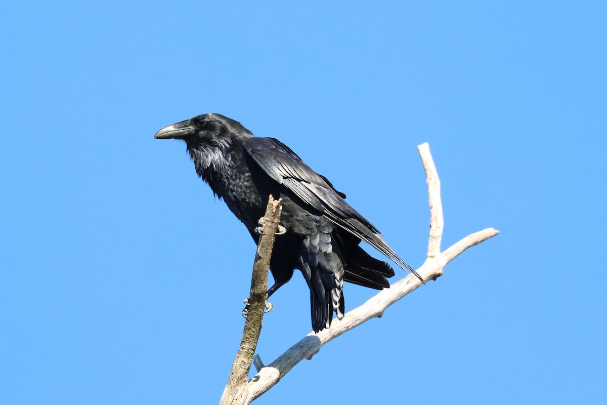 Common Raven - Subodh Ghonge