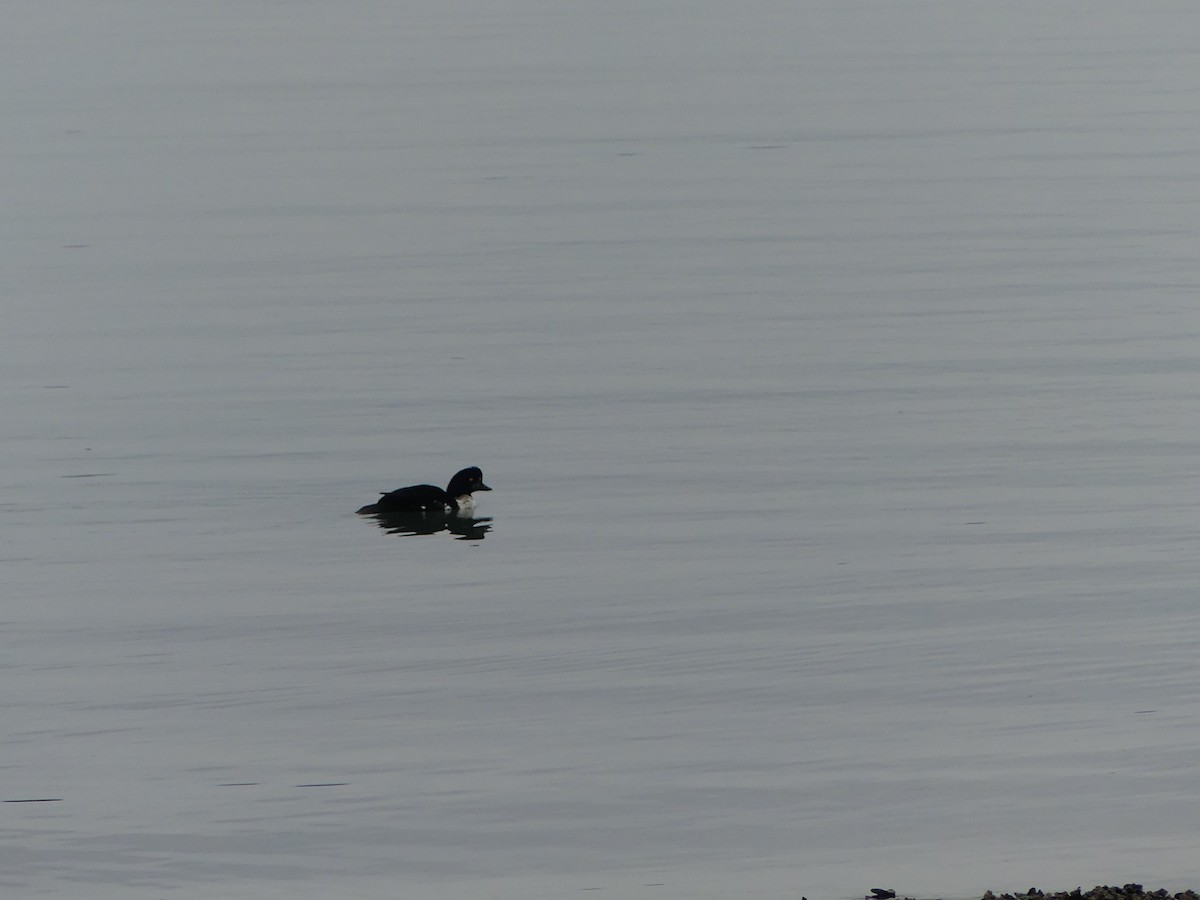 Common/Barrow's Goldeneye - Gus van Vliet