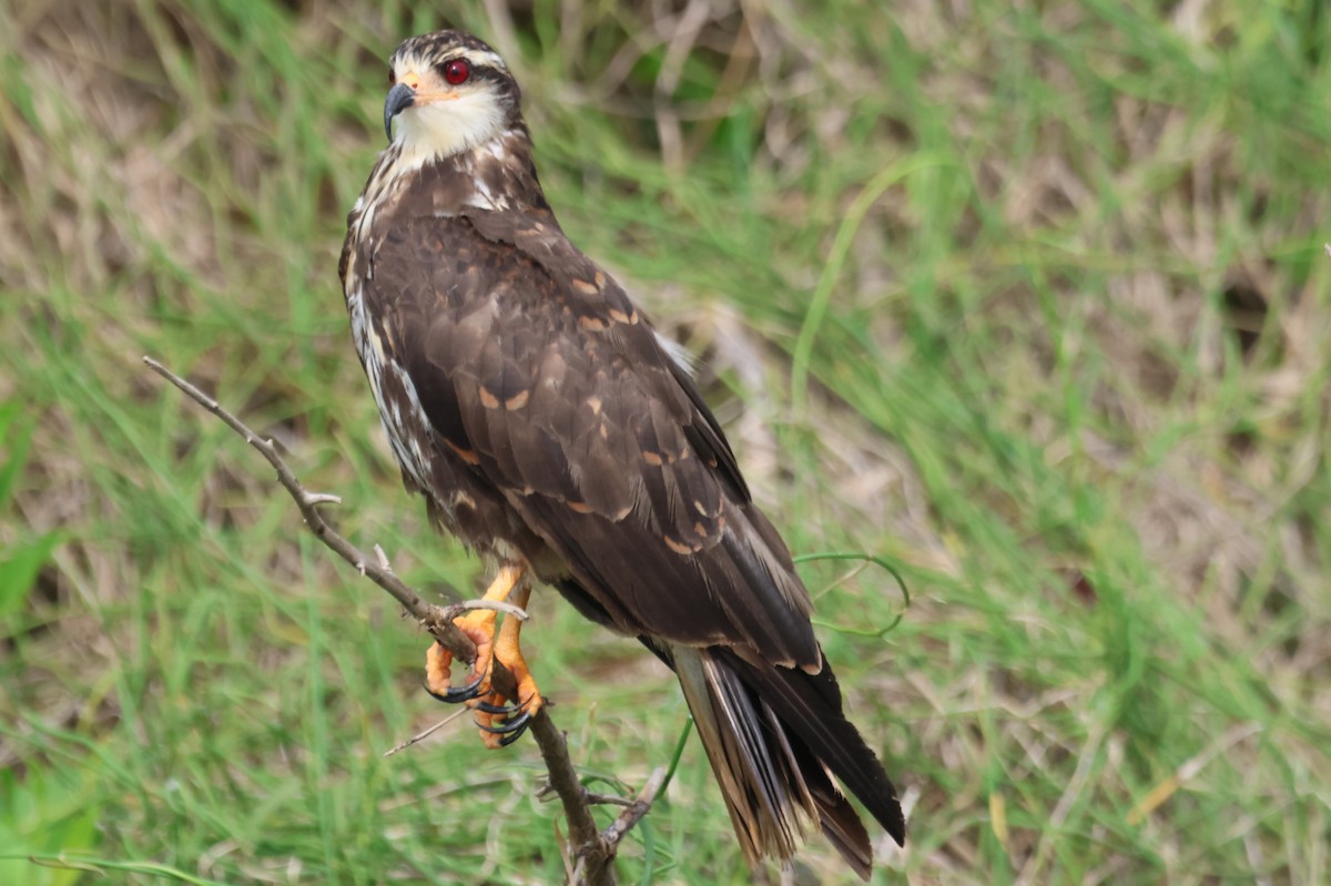 Snail Kite - ML610044020