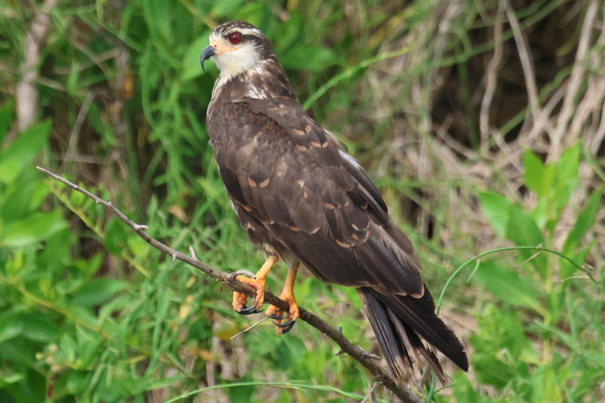 Snail Kite - ML610044022