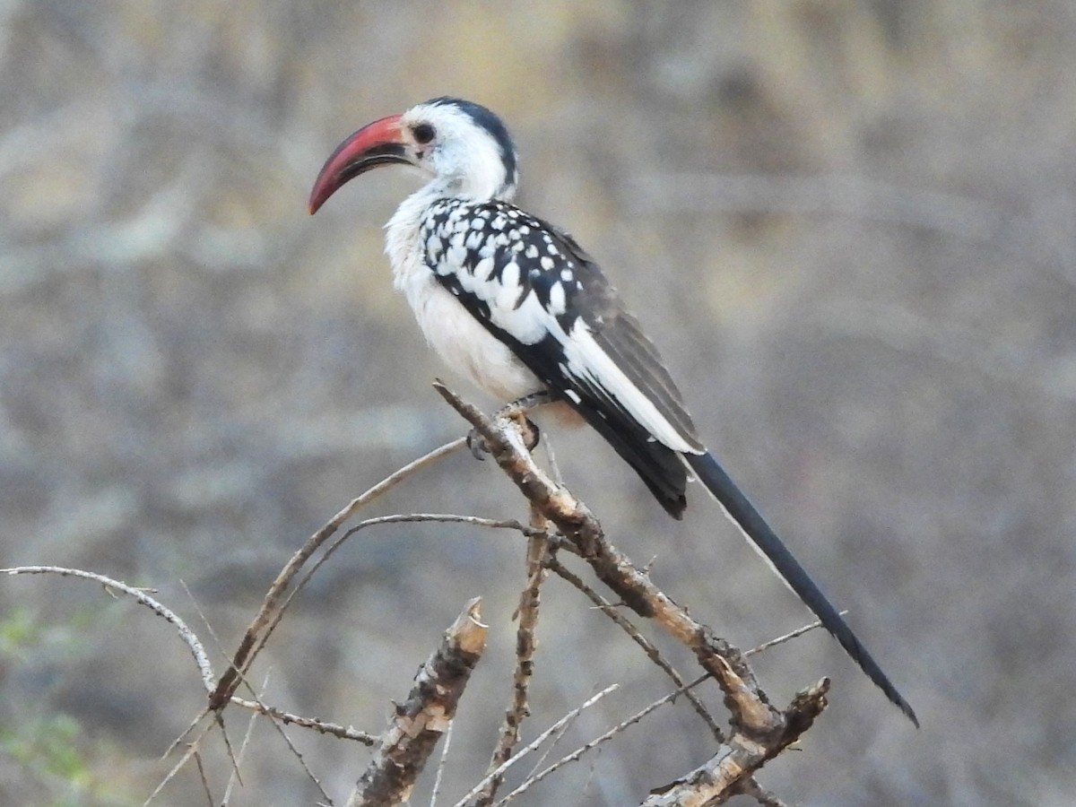 Northern Red-billed Hornbill - ML610044104