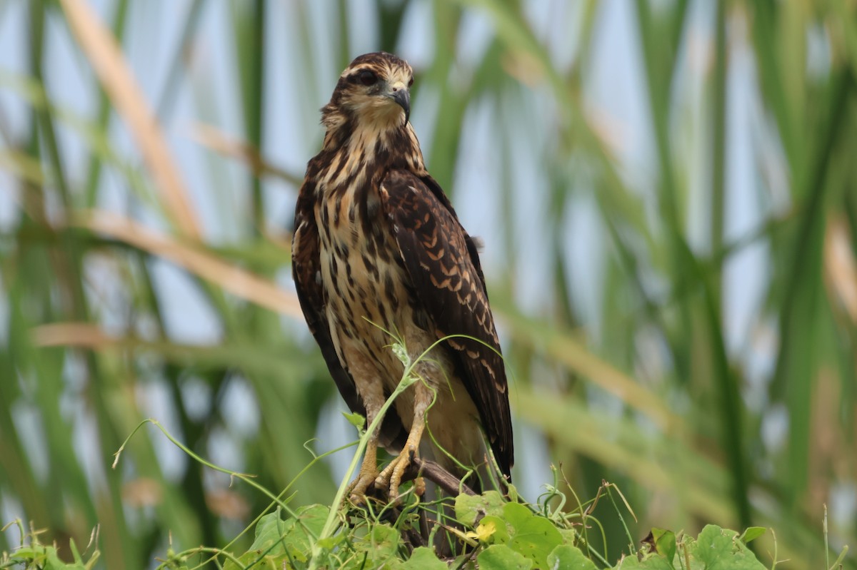 Snail Kite - ML610044138