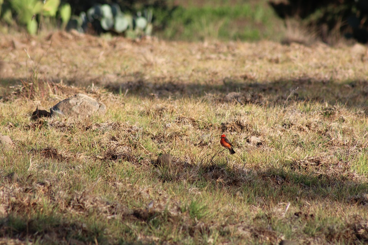 Vermilion Flycatcher - ML610044200