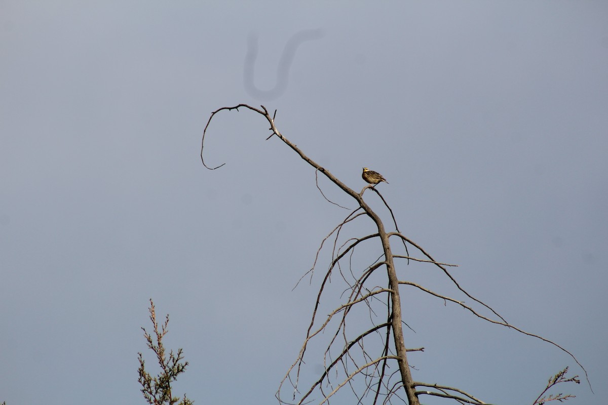 Chihuahuan Meadowlark - ML610044225