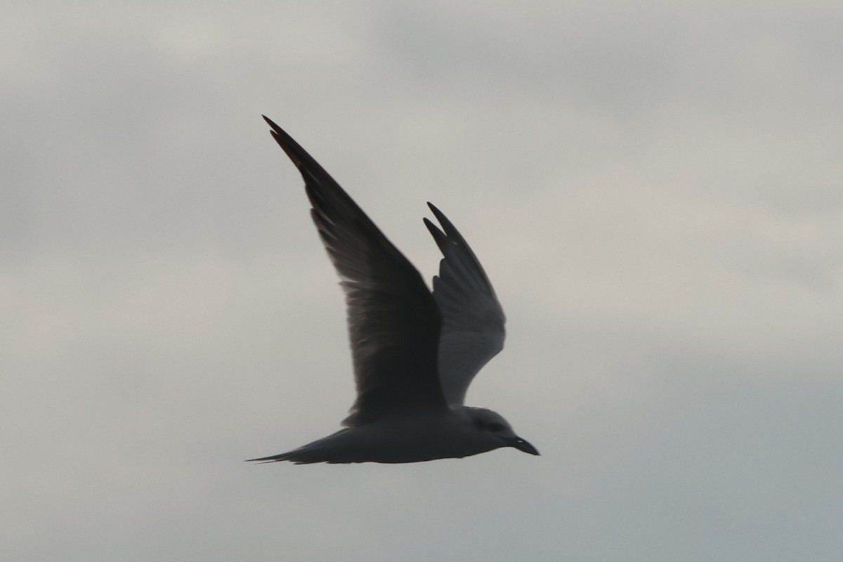 Gull-billed Tern - ML610044242