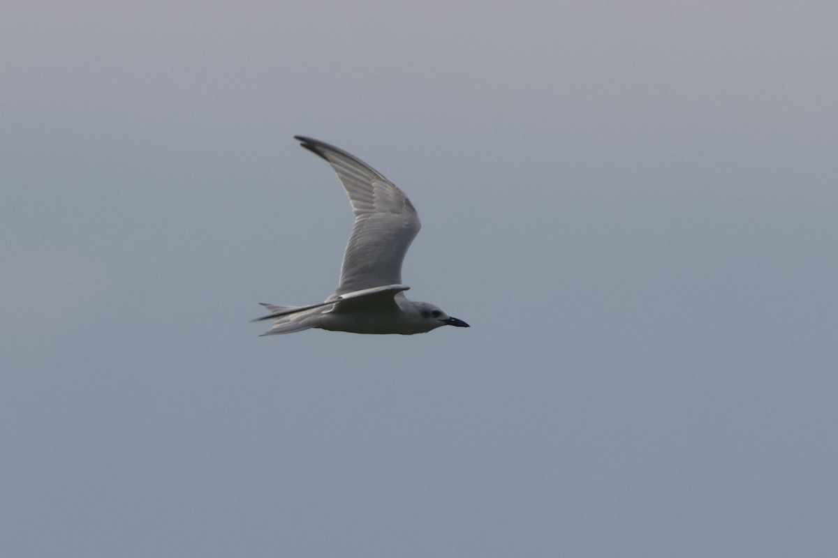 Gull-billed Tern - ML610044243