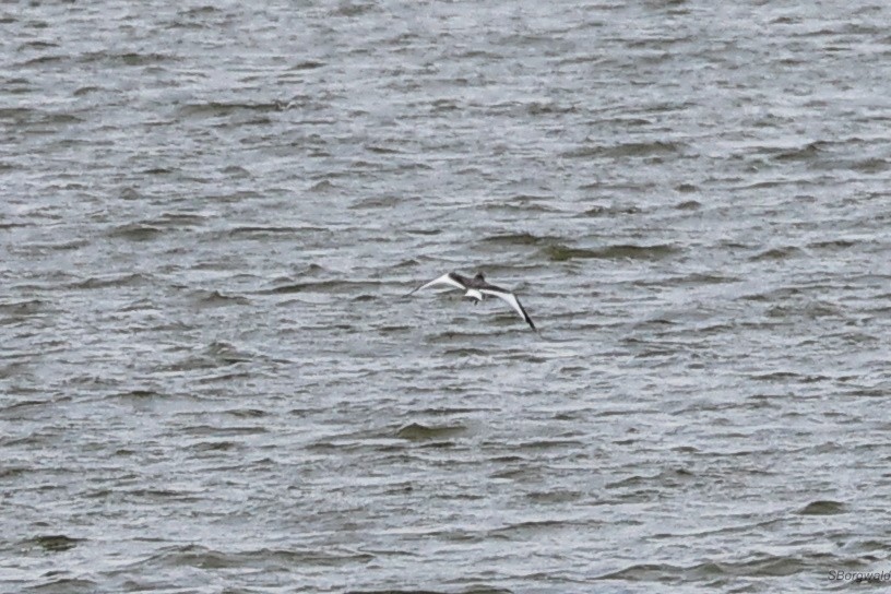 Mouette de Sabine - ML610044256