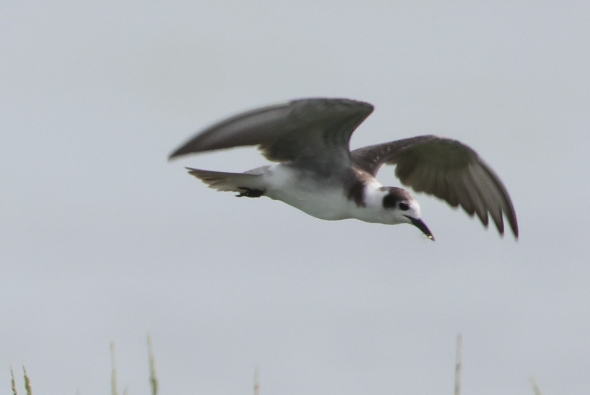 Black Tern - ML610044259