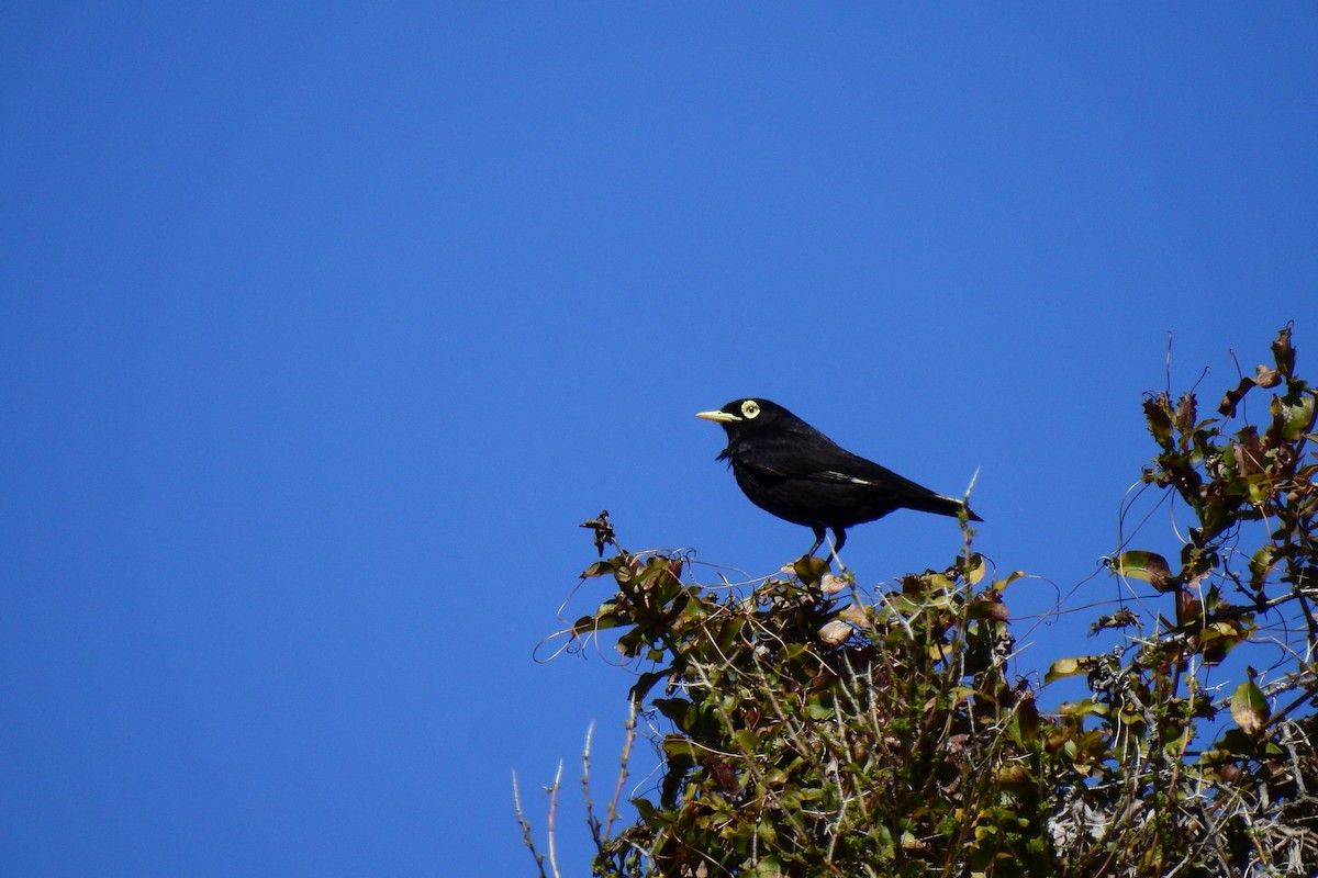 Spectacled Tyrant - ML610044285