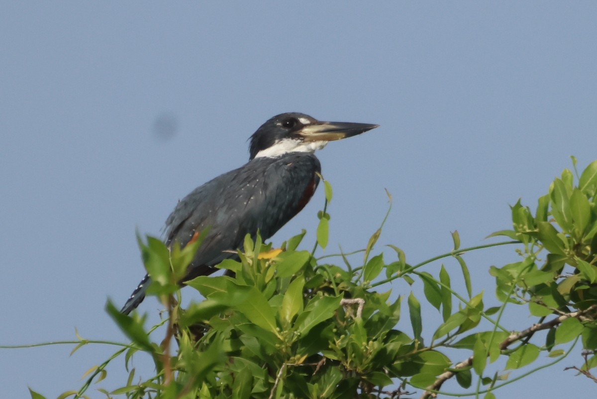 Ringed Kingfisher - ML610044290