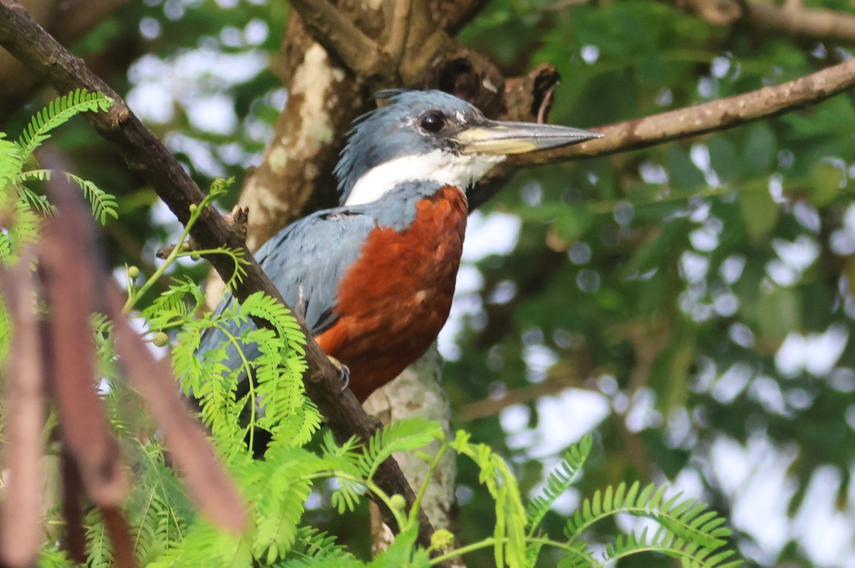 Ringed Kingfisher - ML610044291