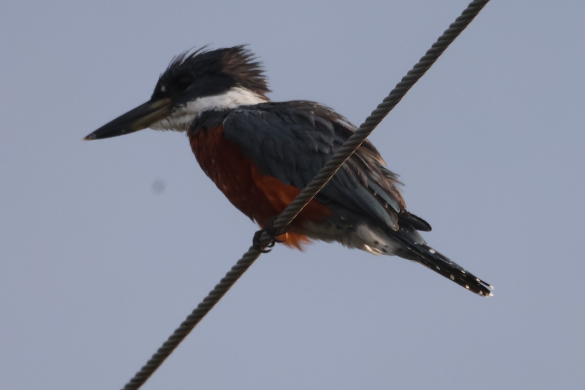 Ringed Kingfisher - ML610044292