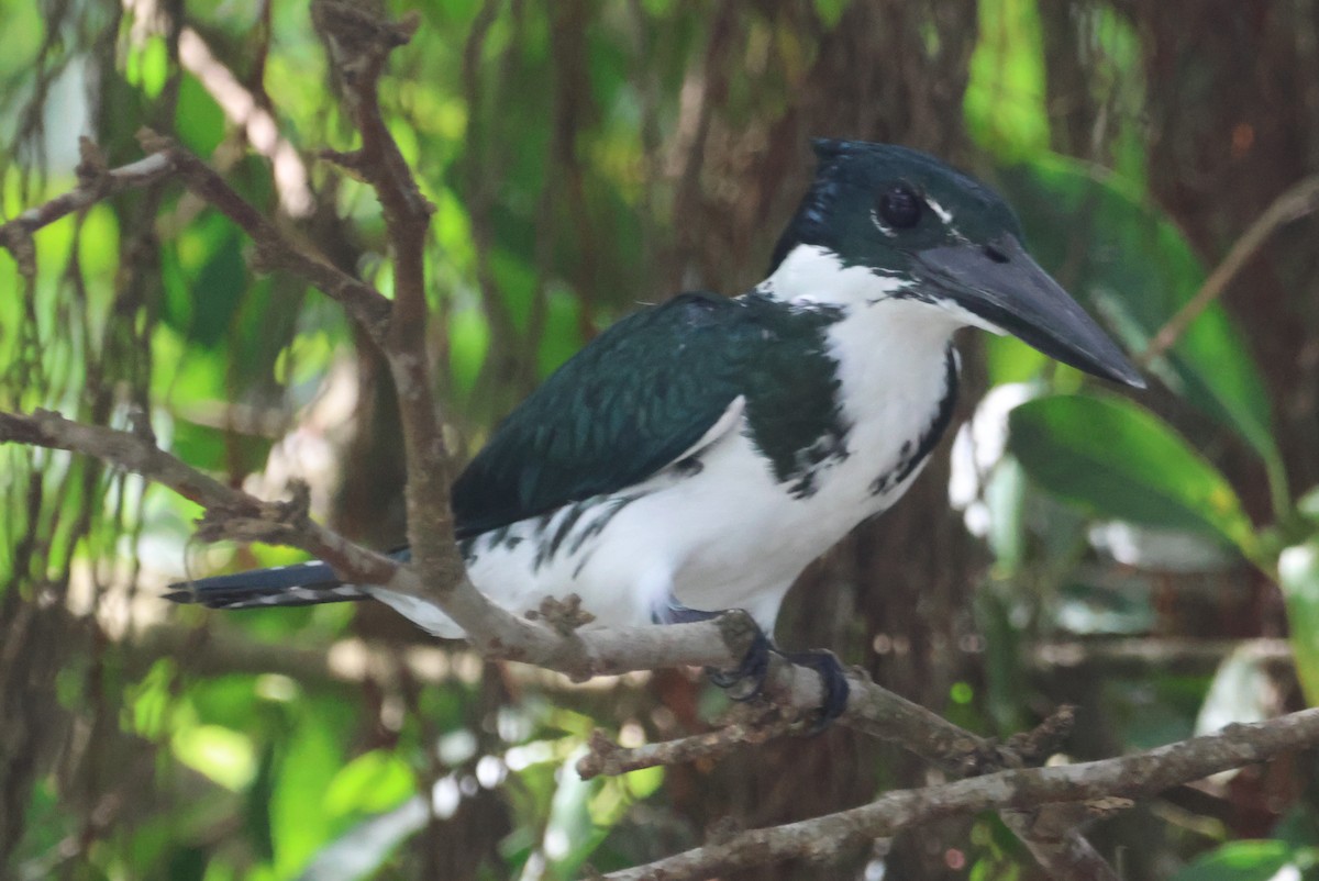 Amazon Kingfisher - ML610044316