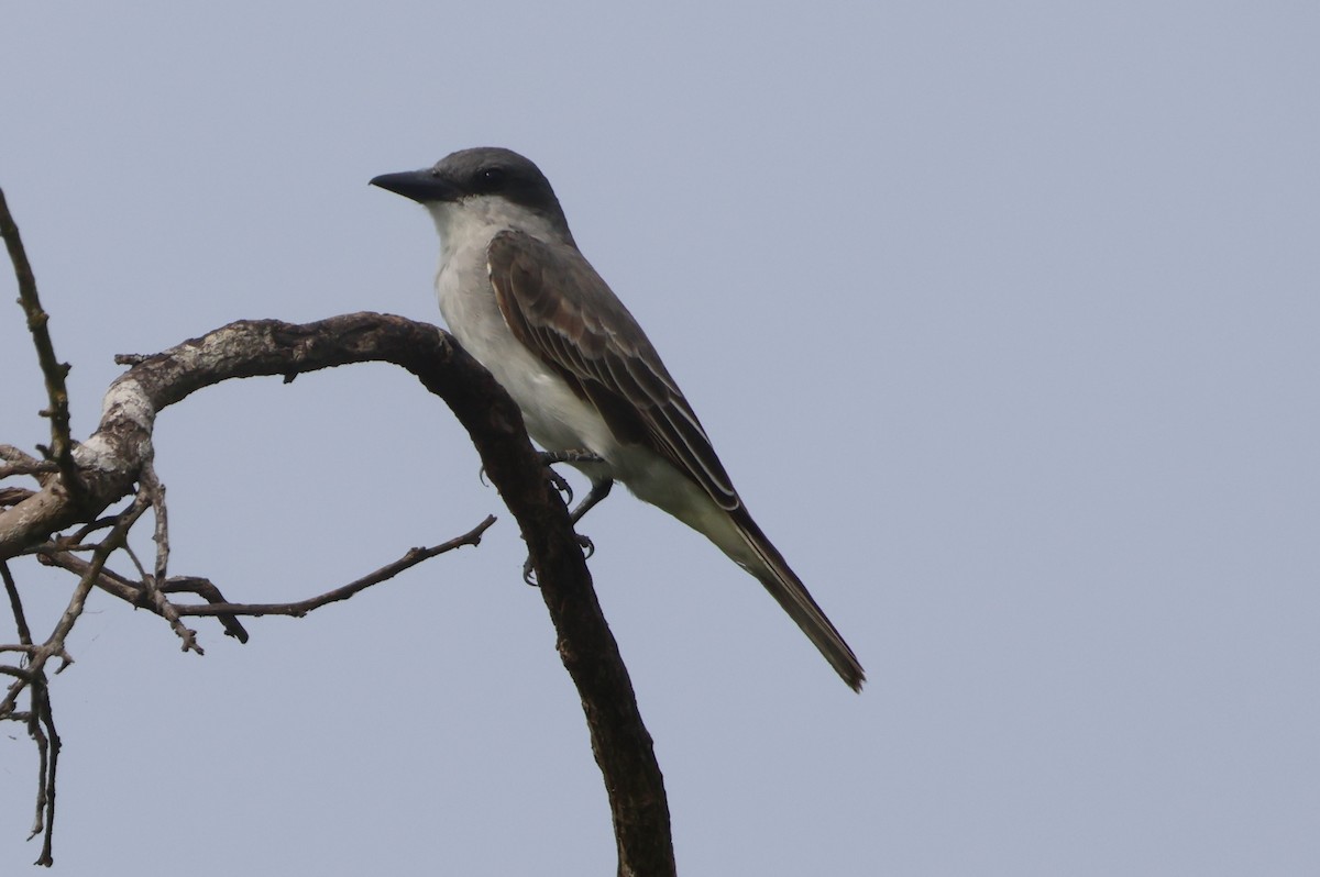 Gray Kingbird - ML610044362