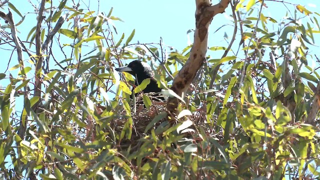 Australian Magpie (Western) - ML610044369