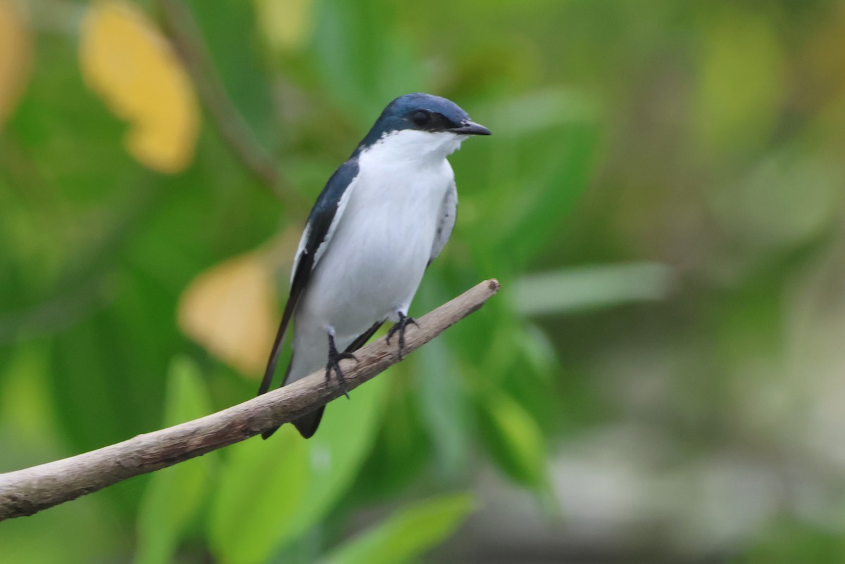 White-winged Swallow - ML610044409