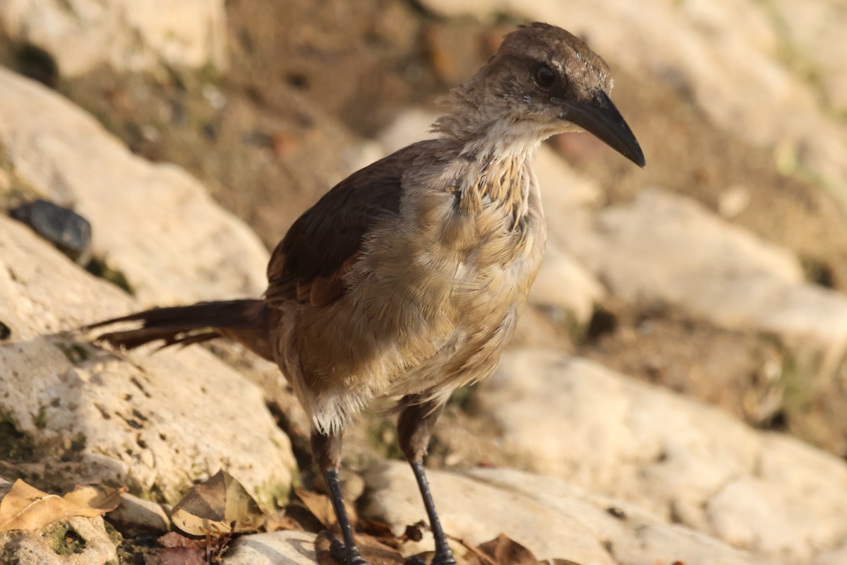 Great-tailed Grackle - ML610044439