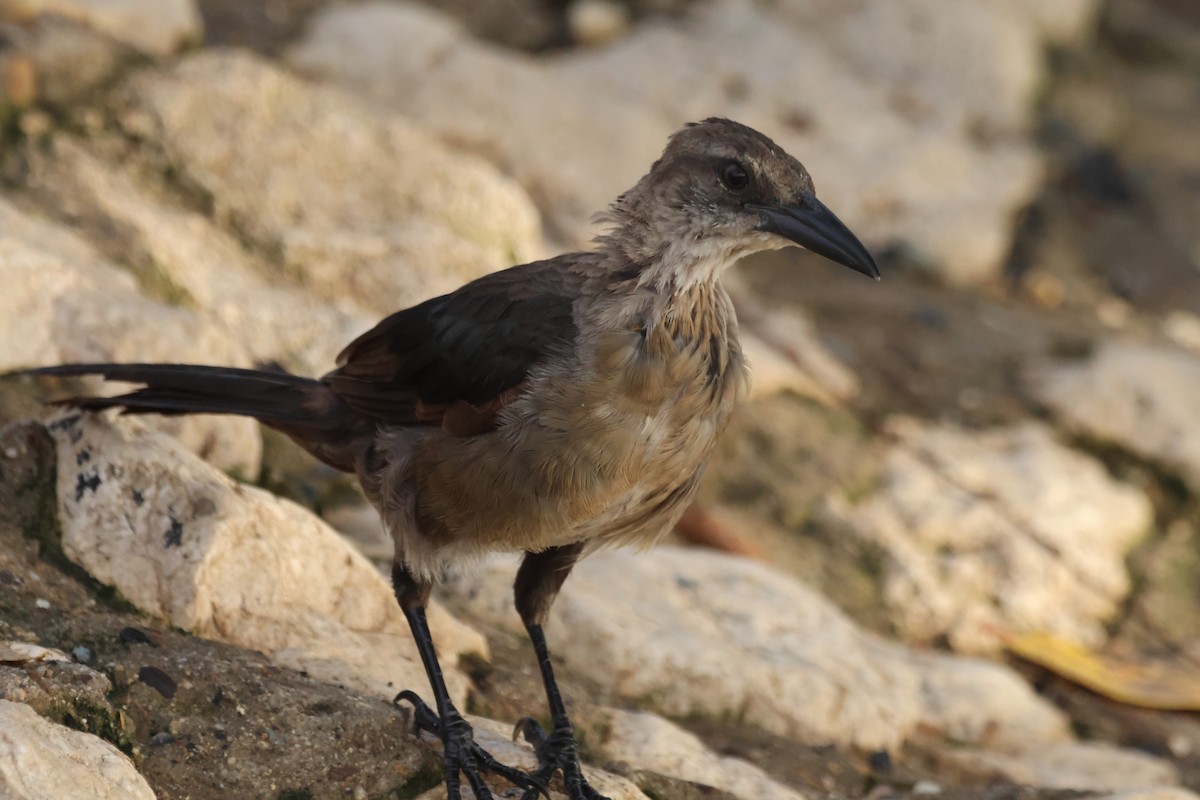 Great-tailed Grackle - ML610044440