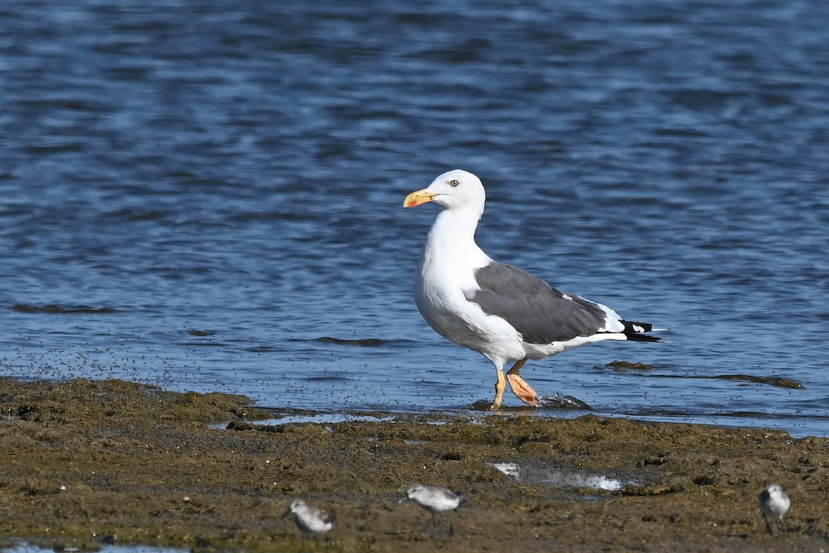 Yellow-footed Gull - Marla Hibbitts