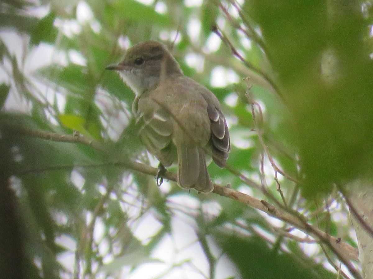 Brownish Elaenia - ML610044598