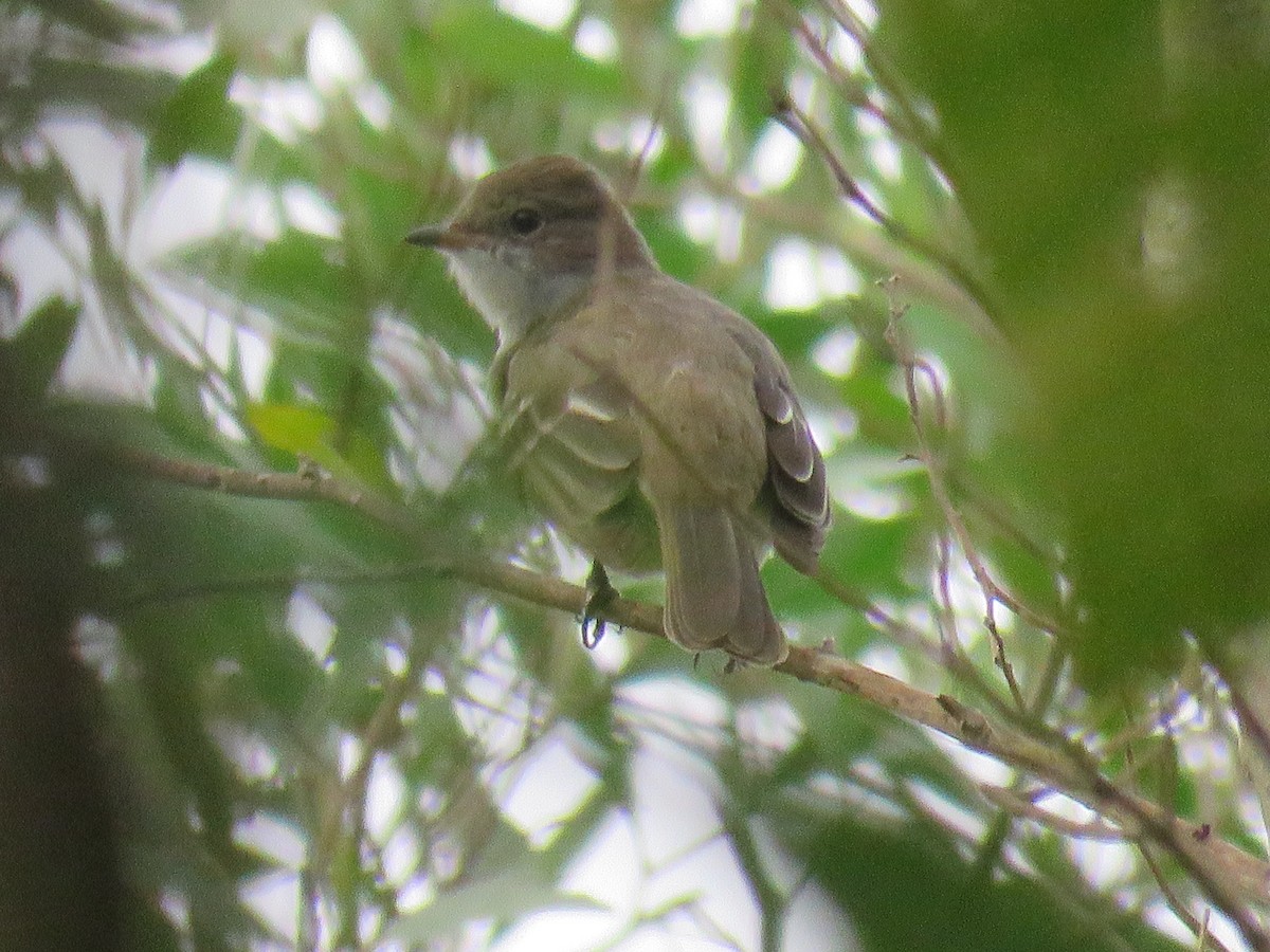 Brownish Elaenia - ML610044599