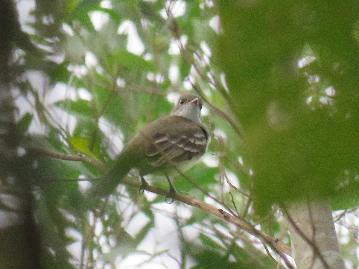 Brownish Elaenia - ML610044600